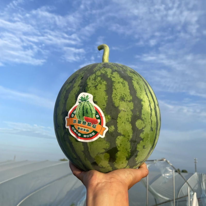 正宗云南西双版纳无籽麒麟西瓜