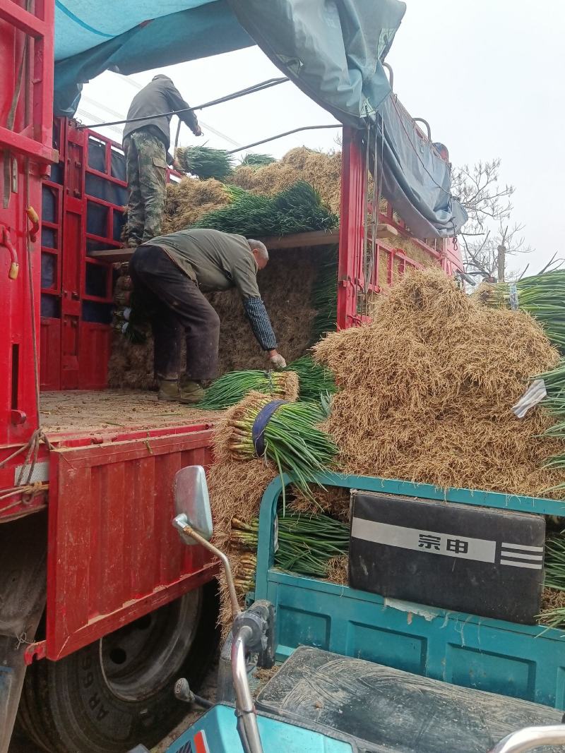 脱水葱正在装车有需要脱水葱精品葱的可以联系