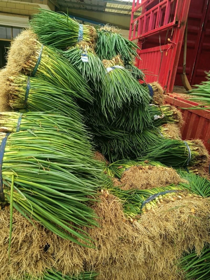 脱水葱正在装车有需要脱水葱精品葱的可以联系