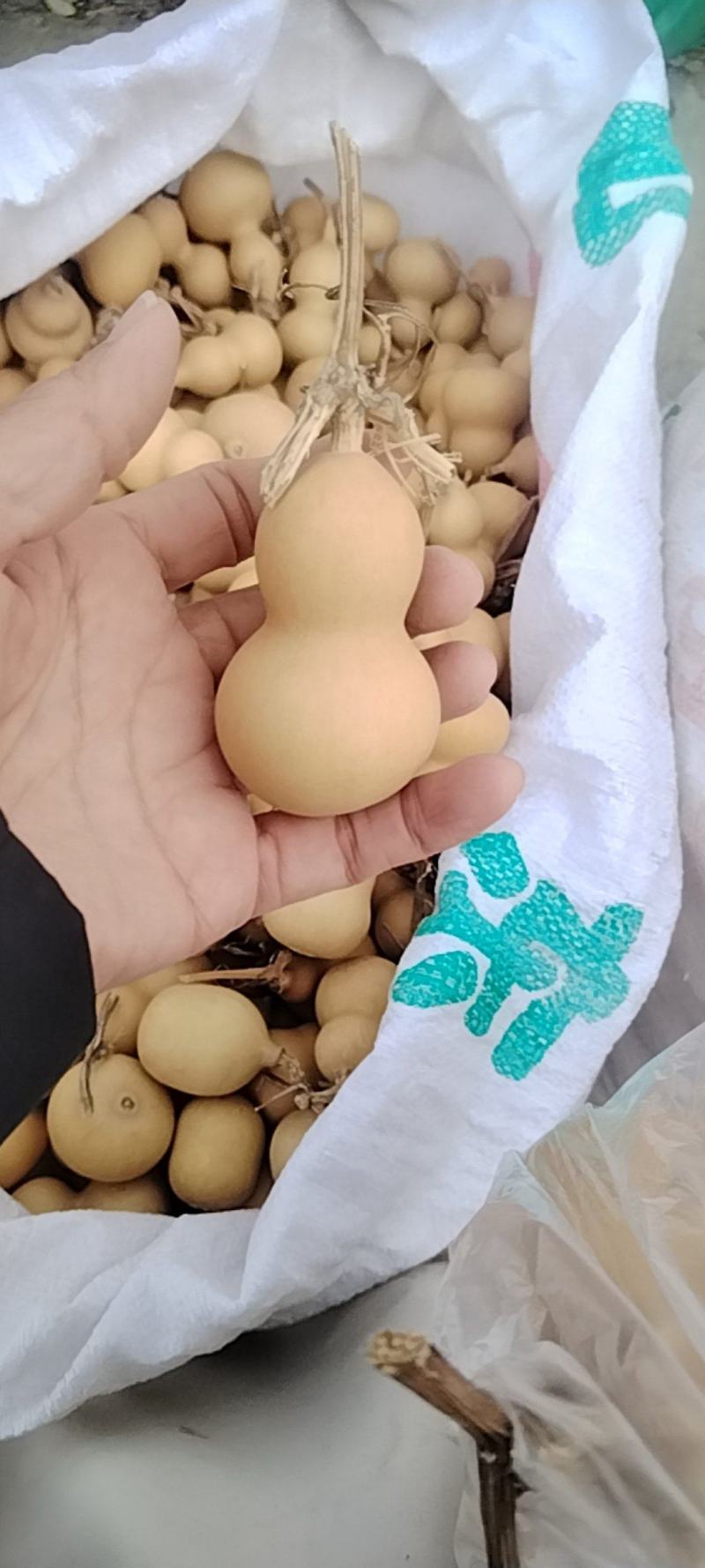 美国葫芦