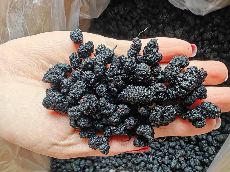 黑桑椹，桑椹干，四川桑椹，全国发货包邮！