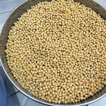 东北非转基因高油大豆，质量好，***********