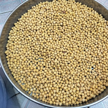 东北非转基因高油大豆，质量好，***********