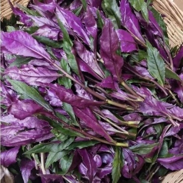 山东血皮菜新鲜紫背菜量大便宜