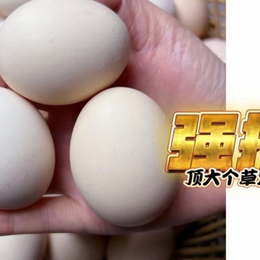 黑凤土鸡蛋草鸡蛋鸡蛋
