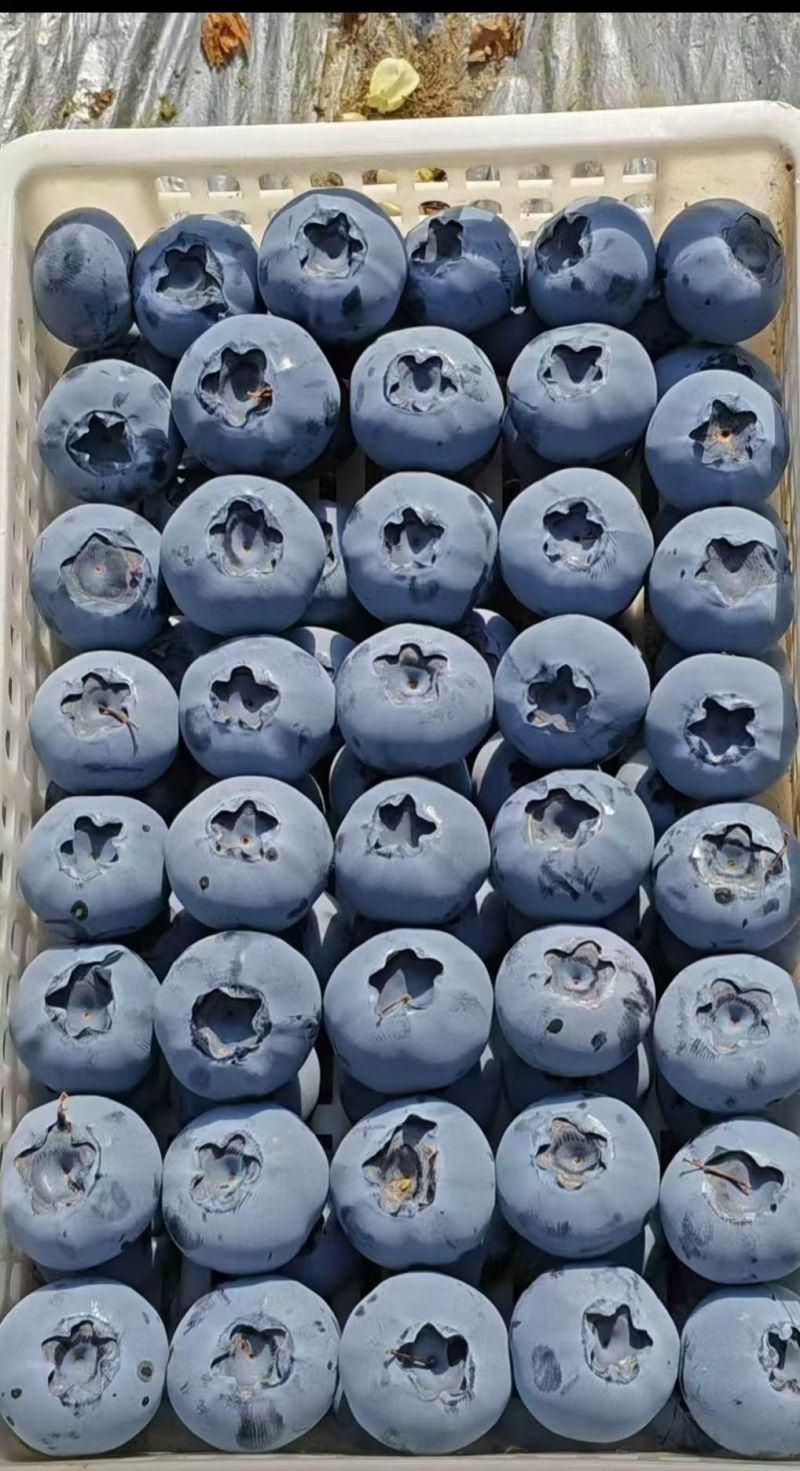 蓝莓花香L25优瑞卡L11F6品种齐全品质保证