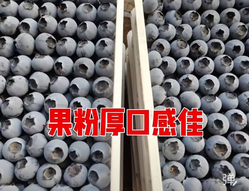 蓝莓花香L25优瑞卡L11F6品种齐全品质保证