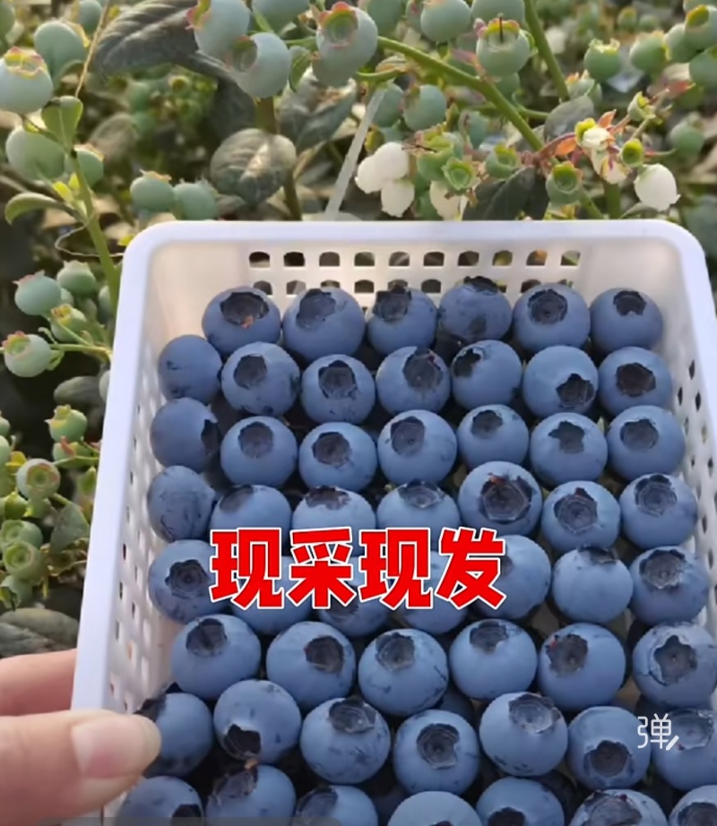 蓝莓花香L25优瑞卡L11F6品种齐全品质保证