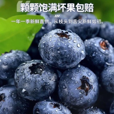蓝莓花香L25优瑞卡L11F6品种齐全品质保证