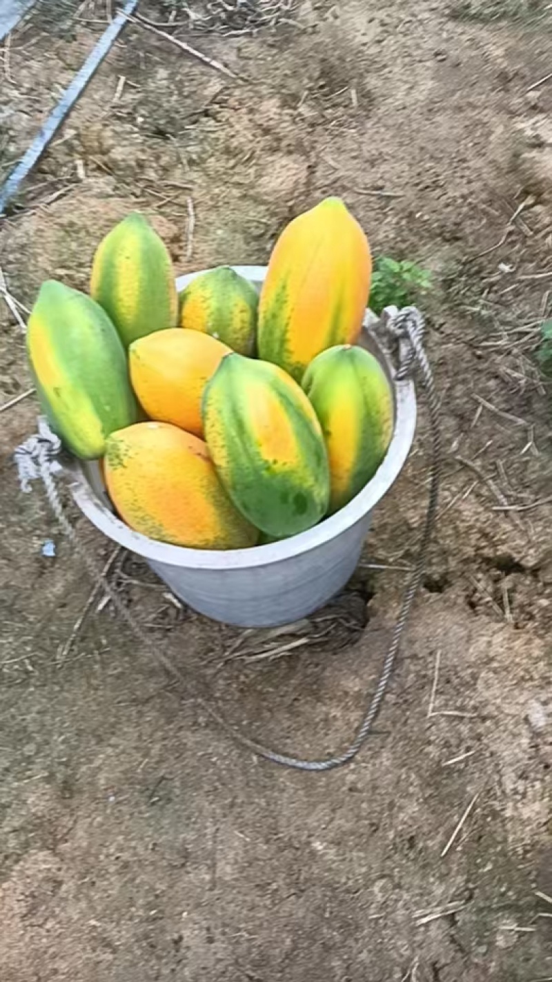 广西精选木薯基地直供一手货源质量保证对接商超市场