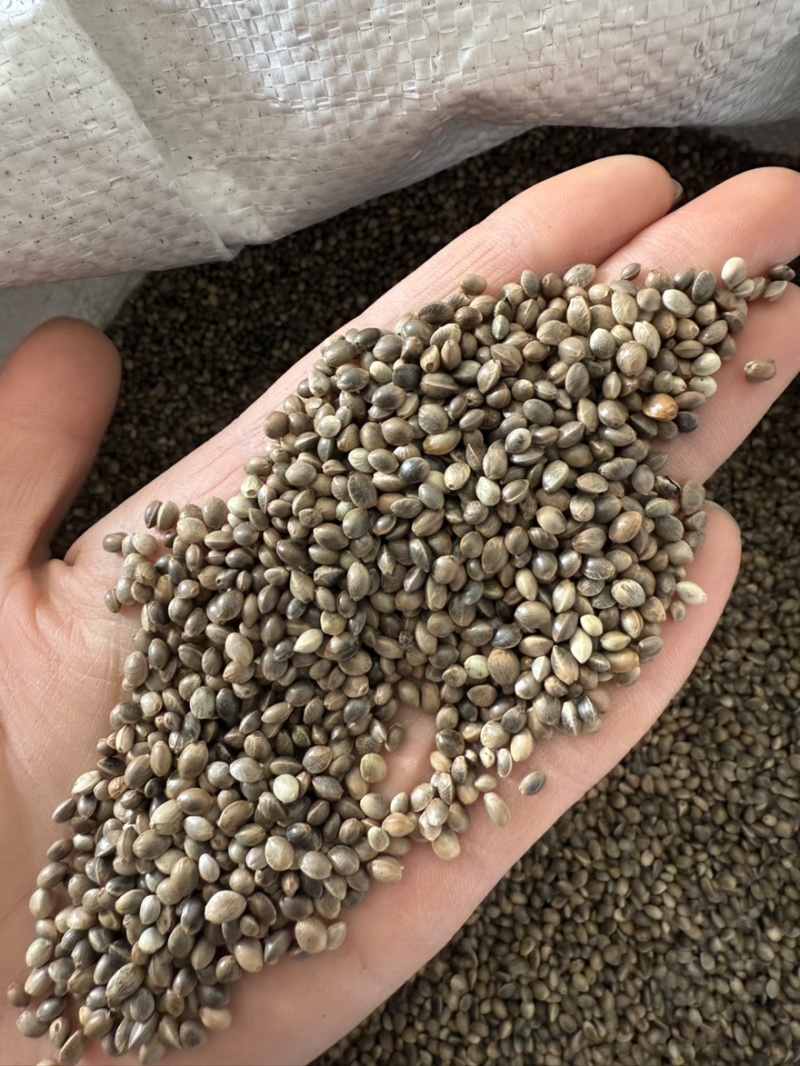 【文斌药业】火麻仁带壳火麻仁去壳火麻仁