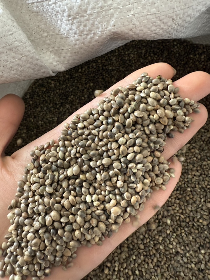 【文斌药业】火麻仁带壳火麻仁去壳火麻仁