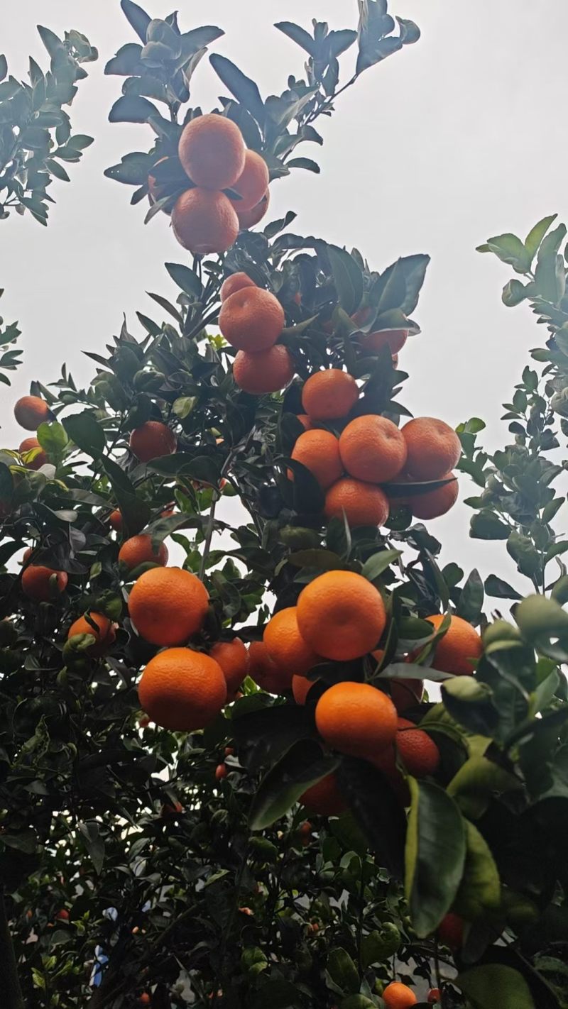 重庆默科特柑橘又名三月红大量上市基地直发对接全国一条龙