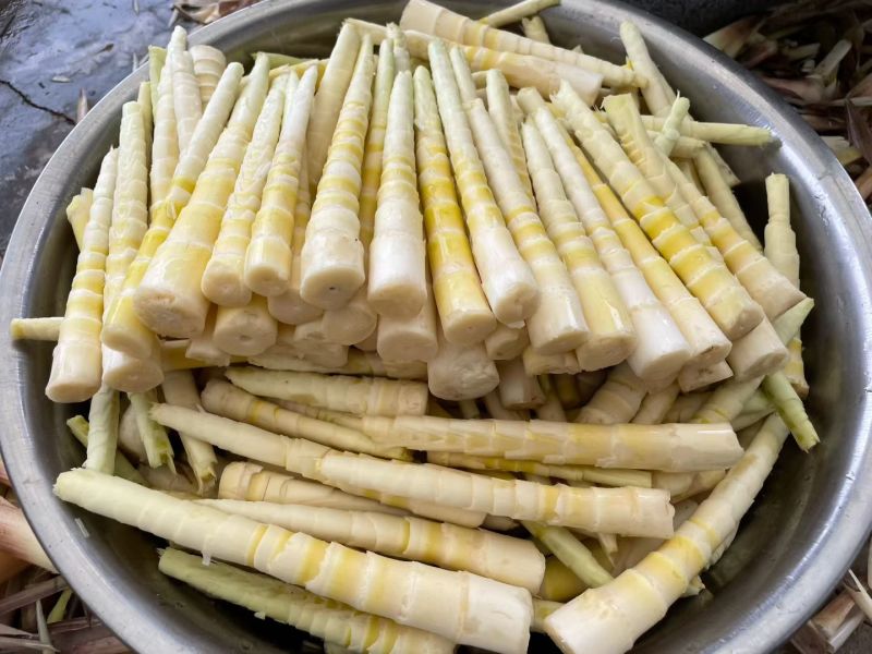 新鲜上市竹笋新货