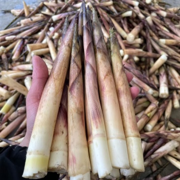 新鲜上市竹笋新货
