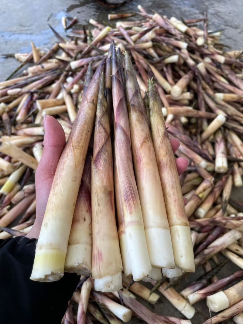 新鲜上市竹笋新货