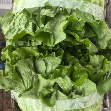 江苏意大利生菜，产地直发，诚信经营，可对接各大电商批发市