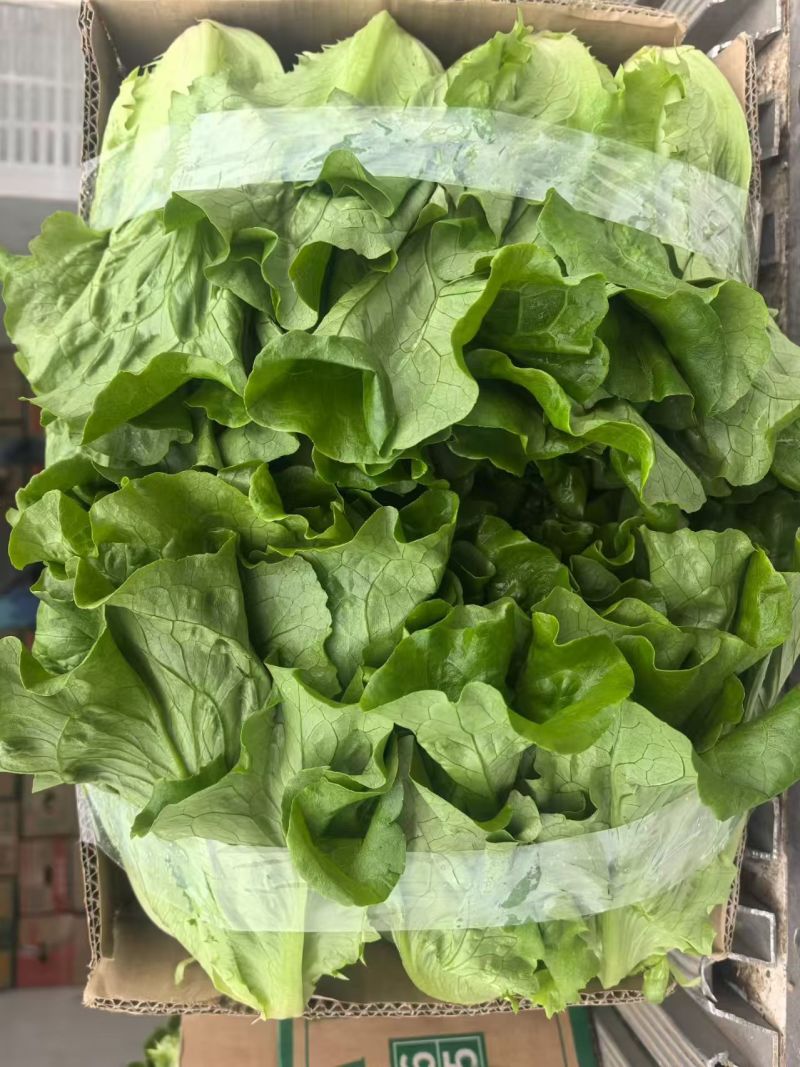 江苏意大利生菜，产地直发，诚信经营，可对接各大电商批发市