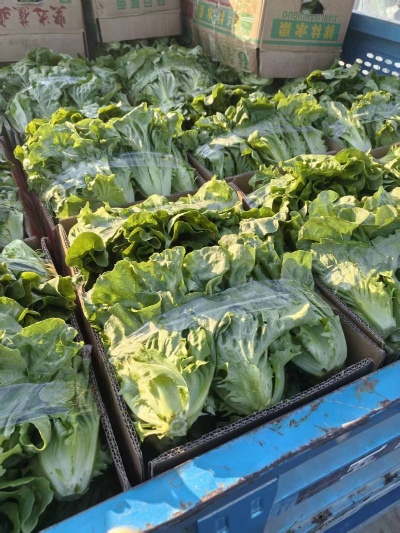 江苏意大利生菜，产地直发，诚信经营，可对接各大电商批发市