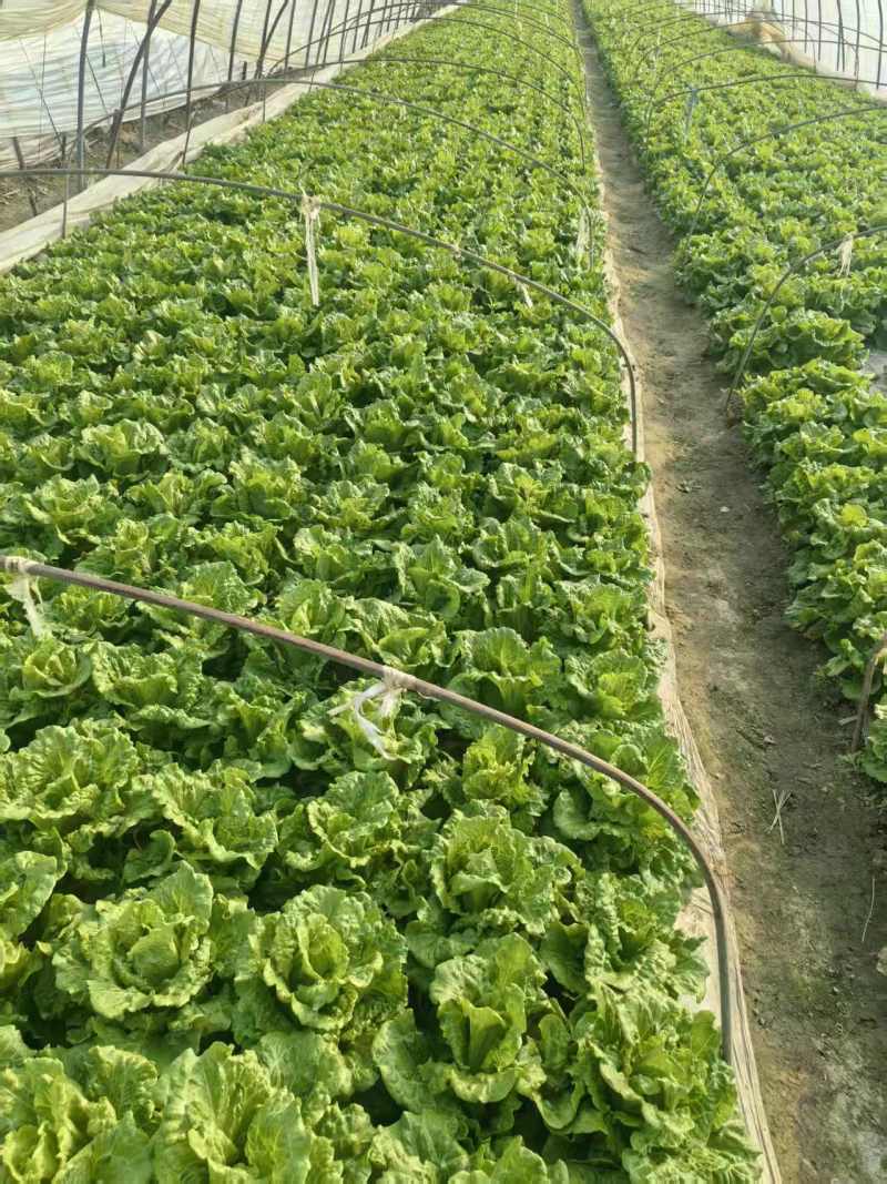江苏意大利生菜，产地直发，诚信经营，可对接各大电商批发市