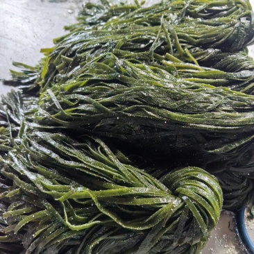 海带丝，盐渍海带丝，一刀扳