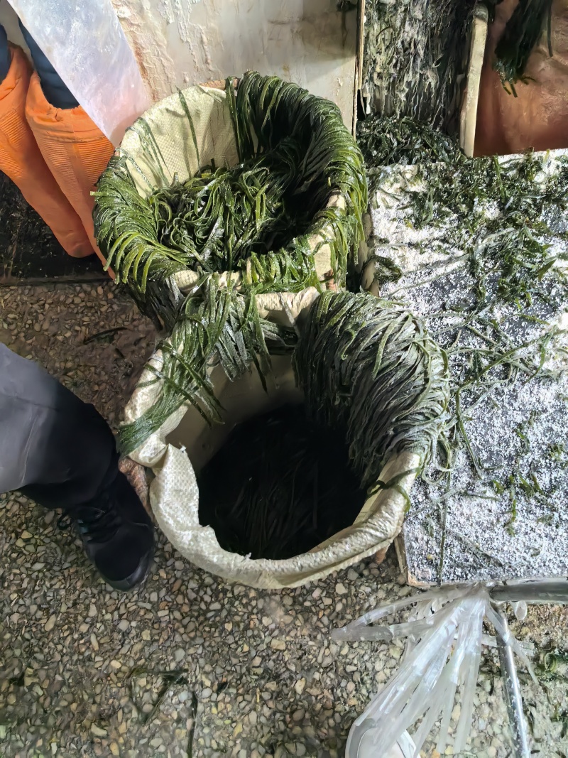 海带丝，盐渍海带丝，一刀扳