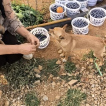 l25蓝莓，自己家基地