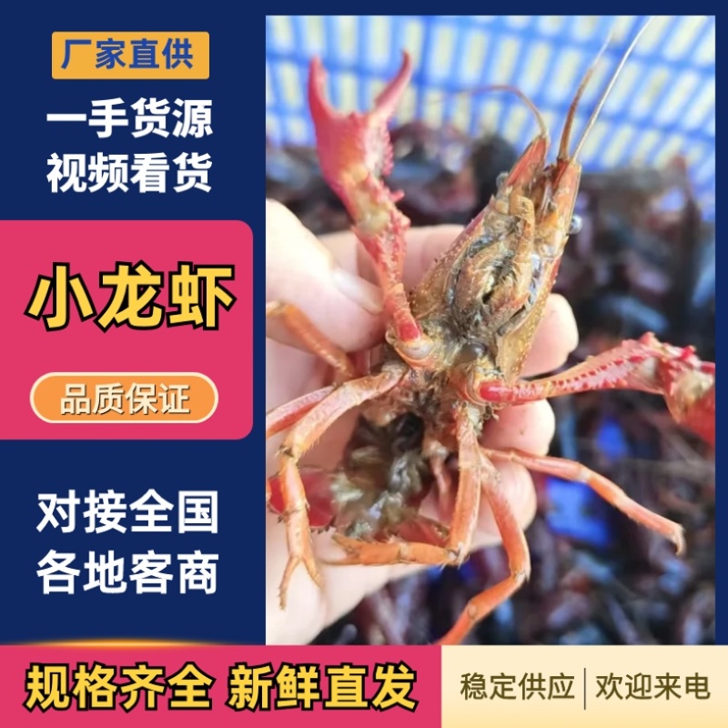 小龙虾潜江小龙虾新鲜可口肉质饱满价格实惠运输便利基地直发