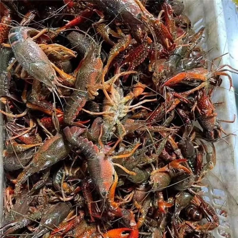 小龙虾潜江小龙虾新鲜可口肉质饱满价格实惠运输便利基地直发