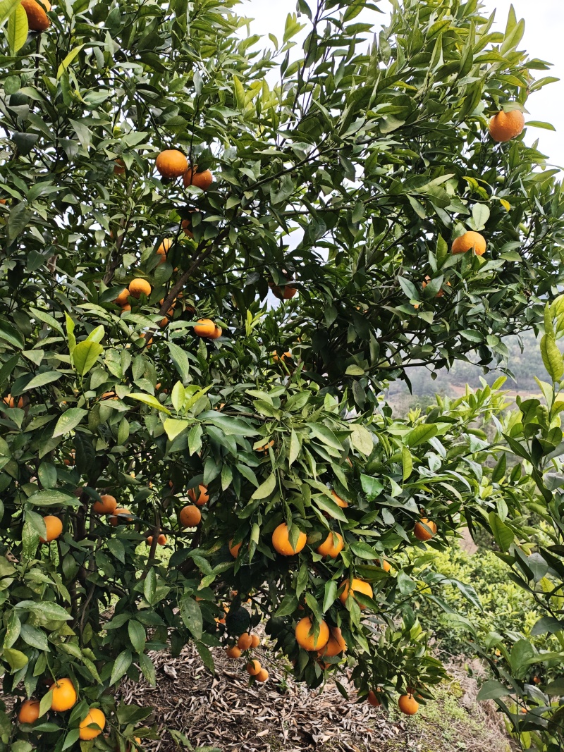 沃柑