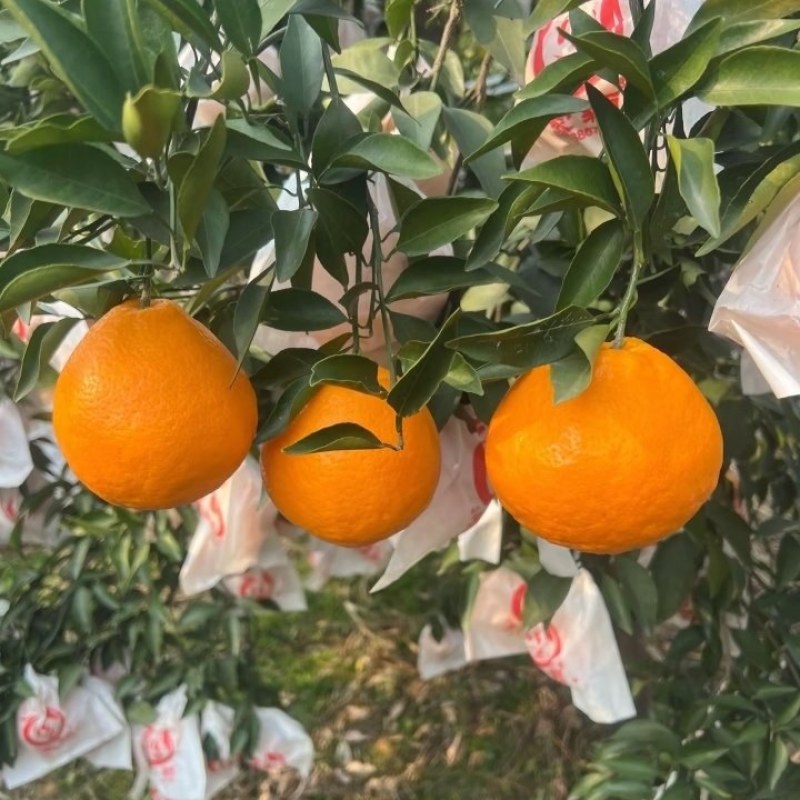 春见耙耙柑
