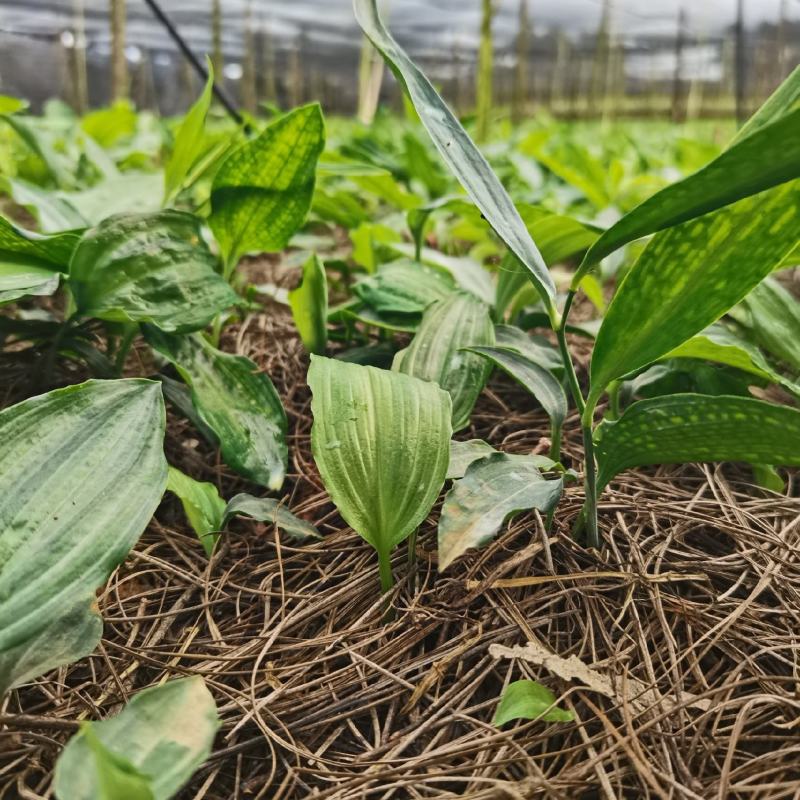 云南多花黄精不倒苗种植基地直发品种优良价格优惠欢迎下单