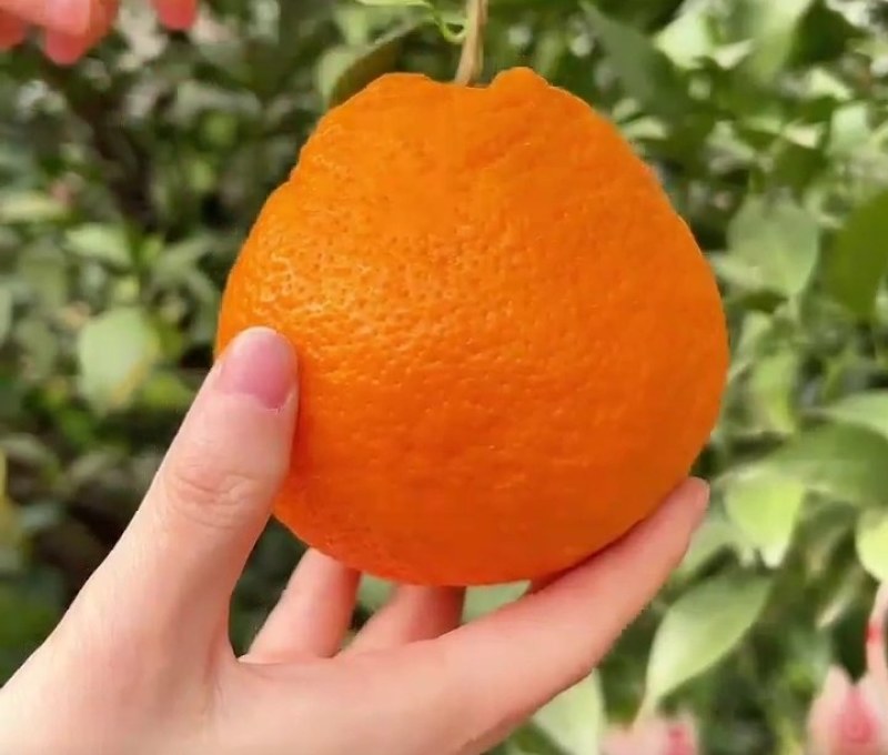 春见耙耙柑