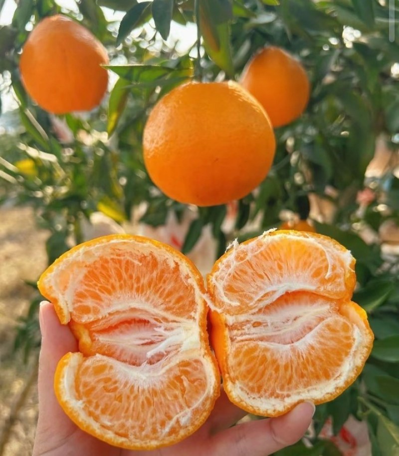 春见耙耙柑