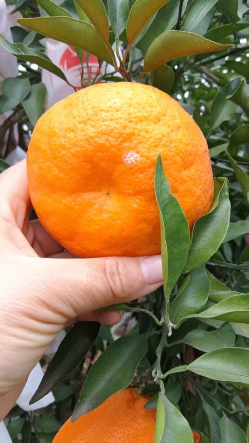 春见耙耙柑