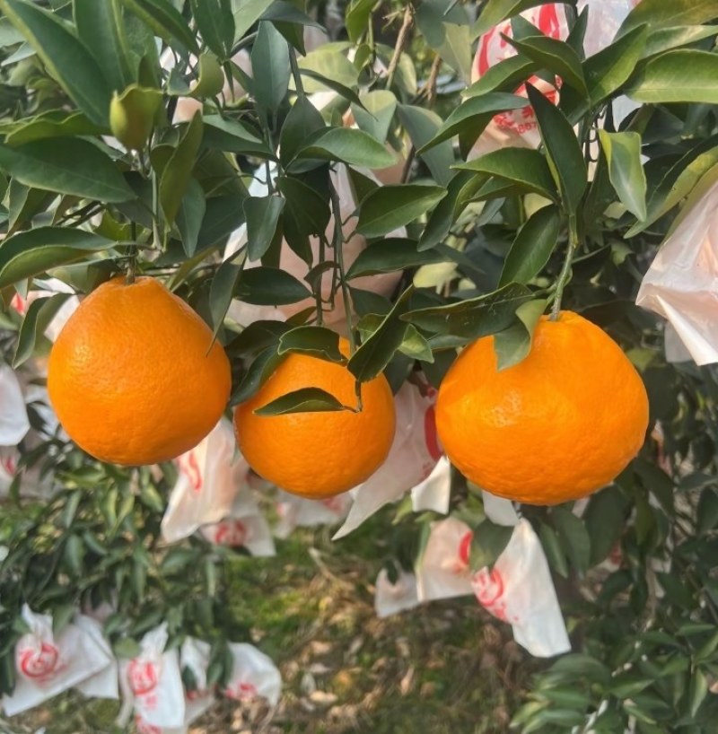 春见耙耙柑