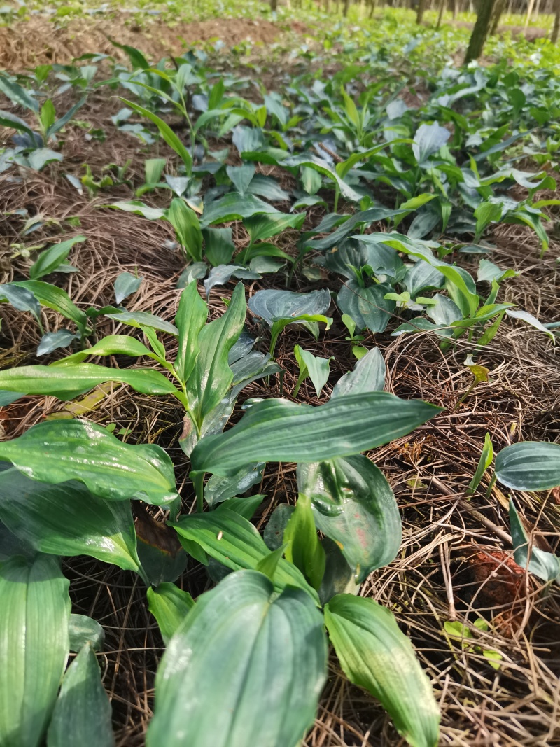 云南多花黄精不倒苗种植基地直发品种优良价格优惠欢迎下单