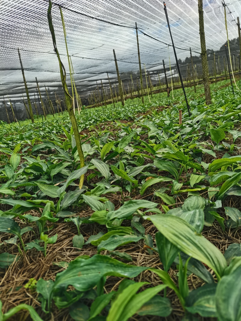 云南多花黄精不倒苗种植基地直发品种优良价格优惠欢迎下单