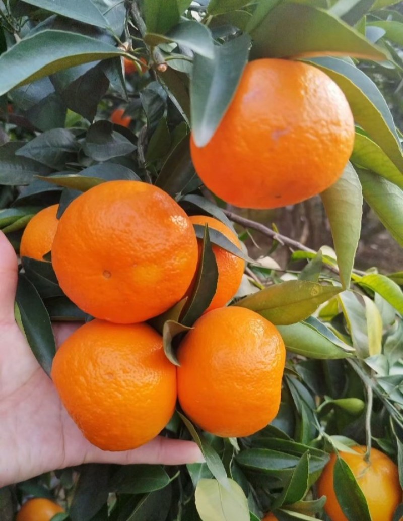 沃柑