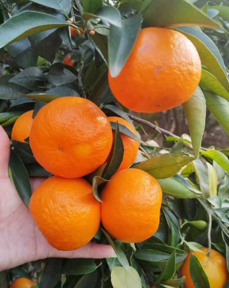沃柑