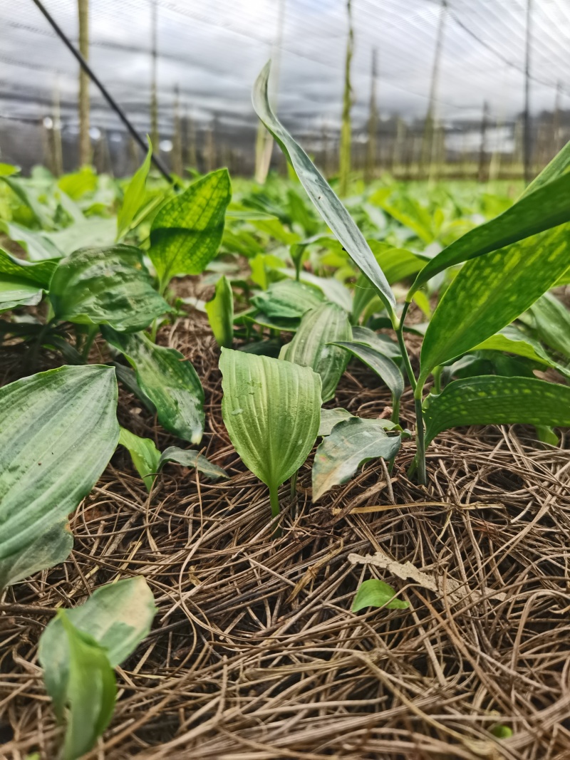 云南多花黄精不倒苗种植基地直发品种优良价格优惠欢迎下单