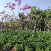 紫花风铃木