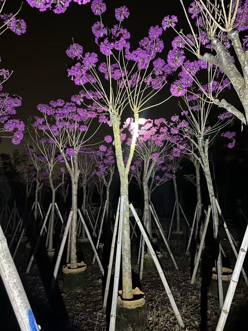 紫花风铃木