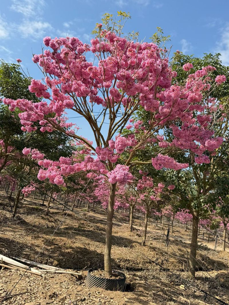 紫花风铃木