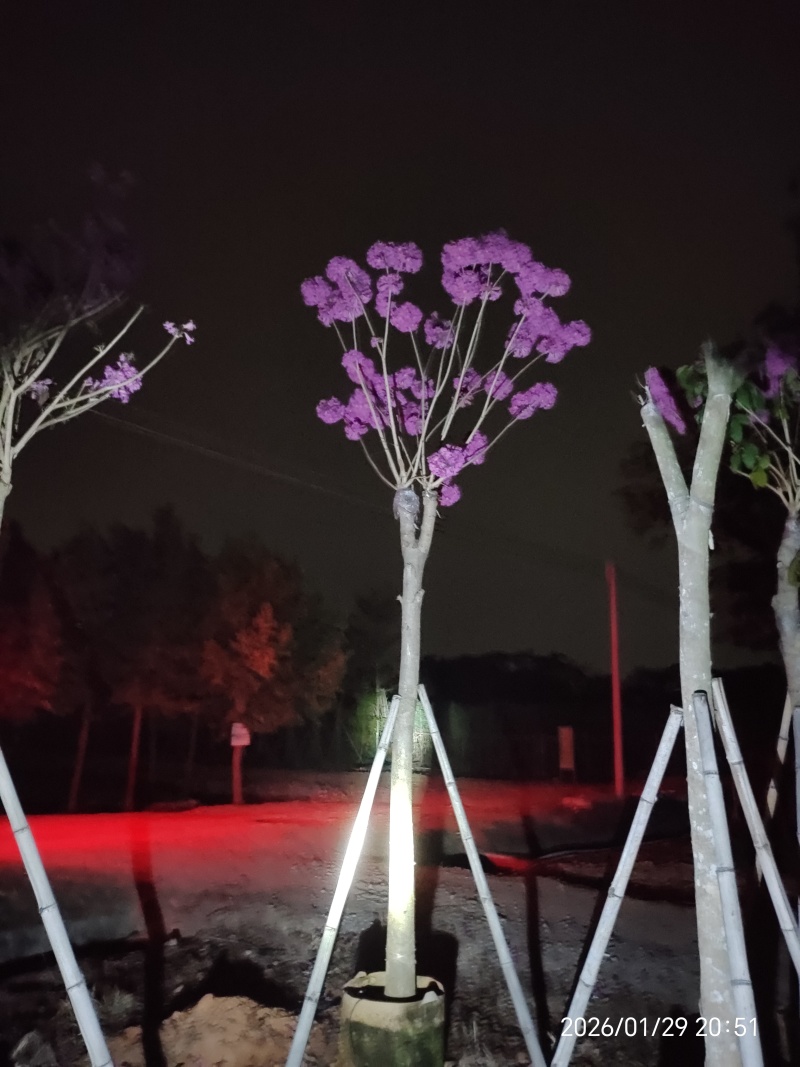 紫花风铃木