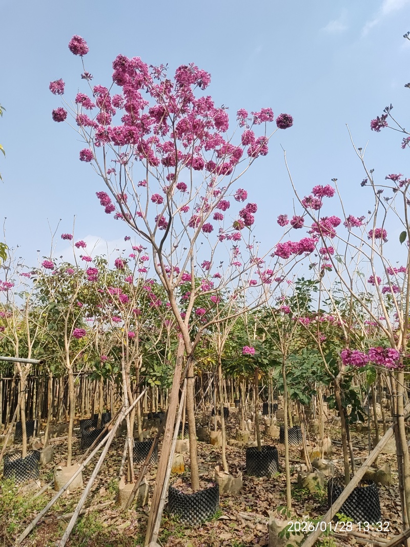 紫花风铃木