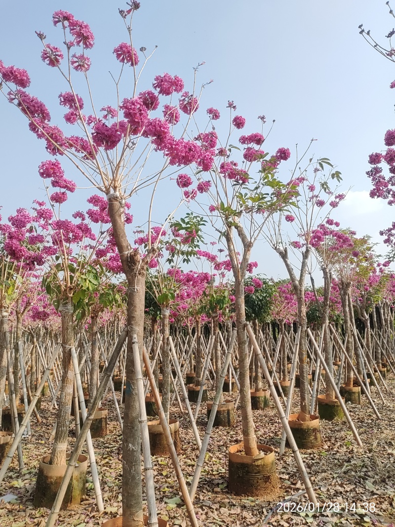 紫花风铃木