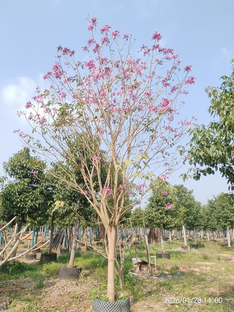 紫花风铃木