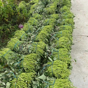 大量一级精品红薯苗上市，需要的要开始预定了[旺柴][旺柴