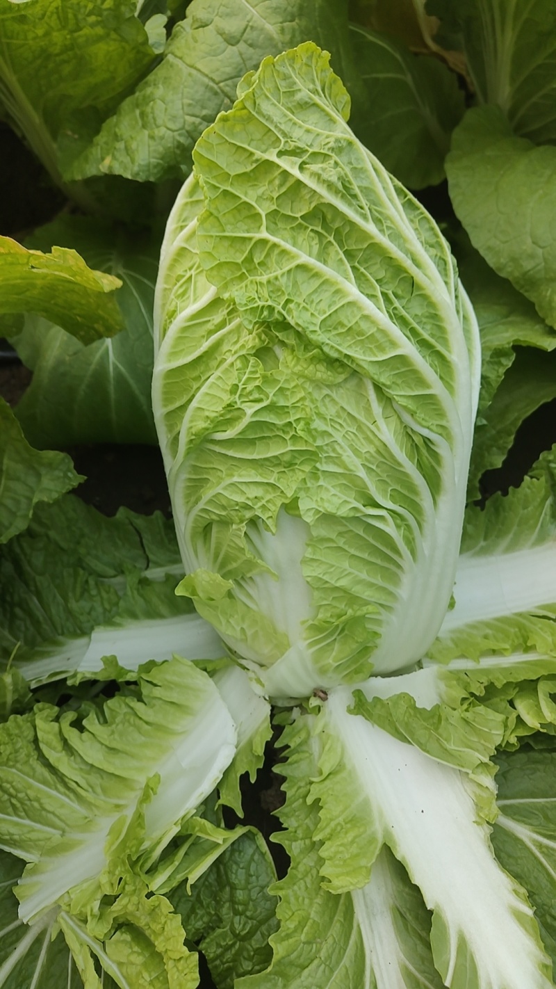 黄心大白菜